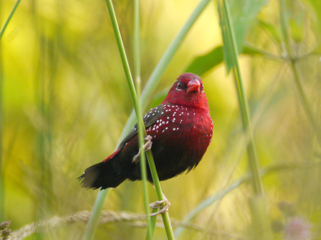 ベニスズメ(Red Avadavat) P1030016_R