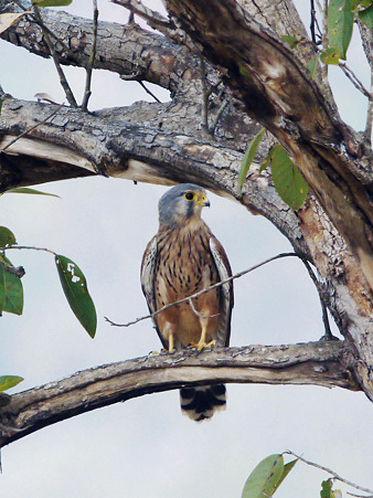 チョウゲンボウ♂(Common Kestrel) P1150441_R4
