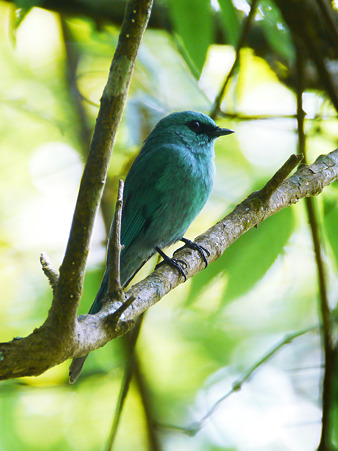 ロクショウヒタキ(Verditer Flycatcher) P1180349_R