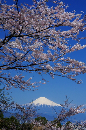 日本平の桜2012.4-1