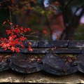『日本の秋。。。』