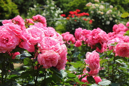 花巻温泉バラ園・1