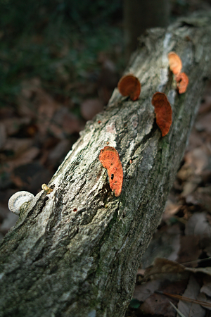toadstool03072012dp2-01