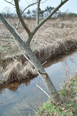 Tree03112012dp2-01