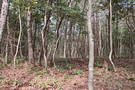 grove03212012dp1-01