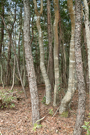 grove03212012dp1-02