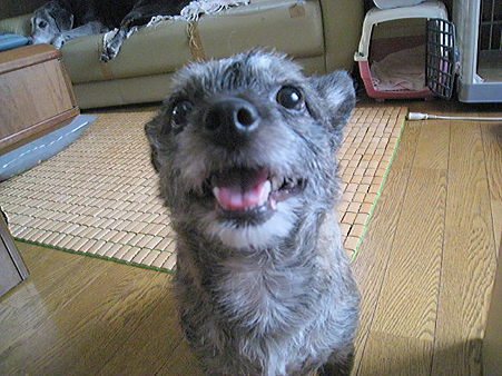 こうめ