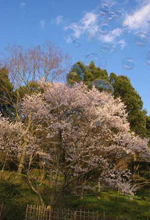 IMGP0657_0331