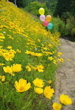 IMGP4702_0603