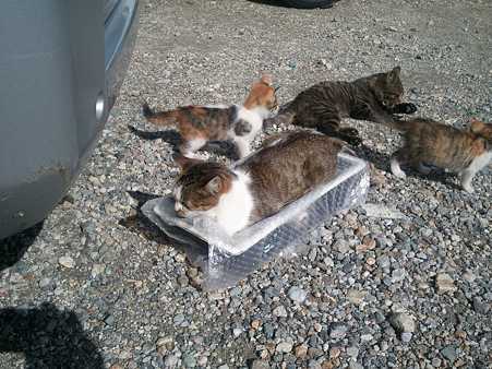アストロ　ナンバーポケットにはまる猫ちゃん