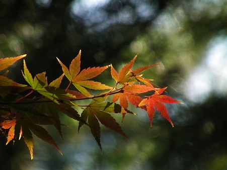 紅葉 037