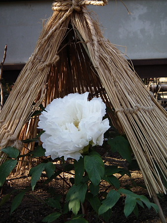 6上野東照宮1・13