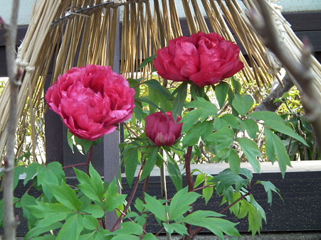 DSCF0227