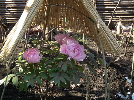 DSCF0267