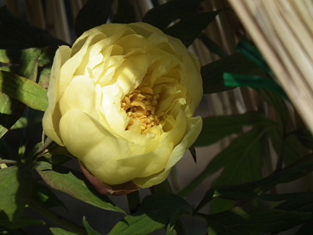 DSCF0305