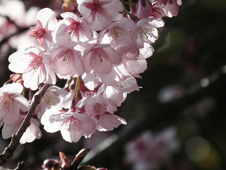 DSCF0364