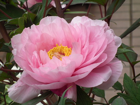 DSCF0389