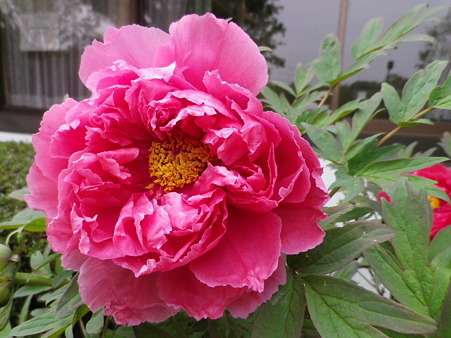 IMGP0054
