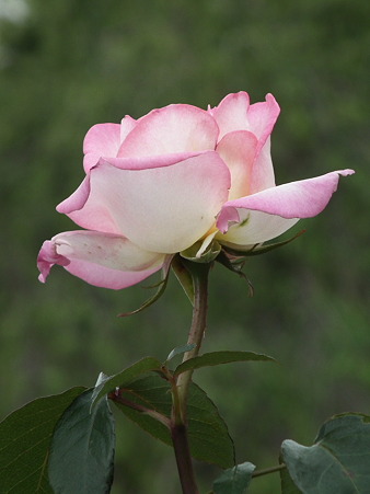 DSCF0143
