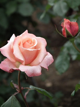 DSCF0557
