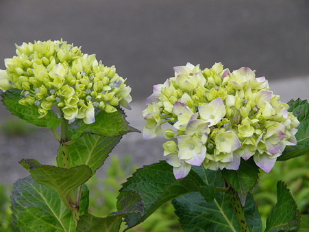 IMGP0022