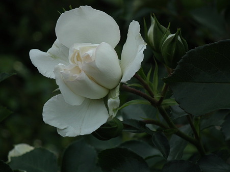 DSCF0529
