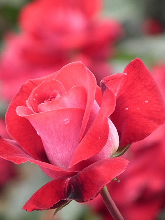 DSCF0583