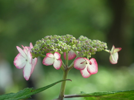 DSCF0723