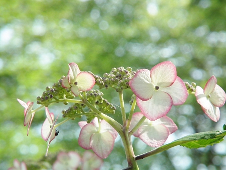 DSCF0693