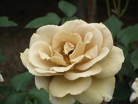 DSCF0034