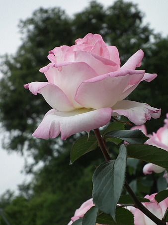 DSCF0141