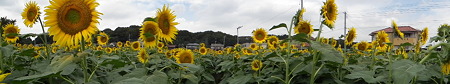 堀兼ひまわり 109