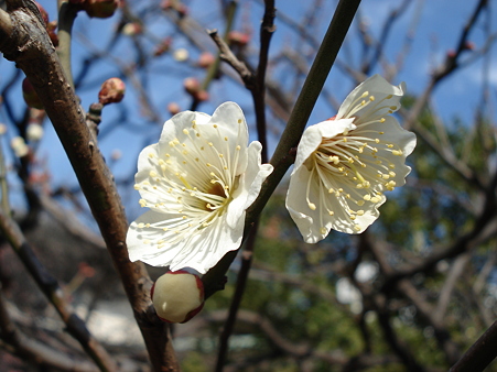 湯島天神 梅