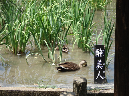 菖蒲田の水が濁っている