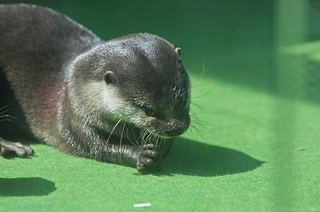 tokyowildlife110924095