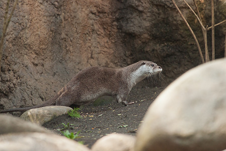 zoorasia120415009