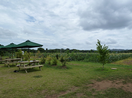 P1010078