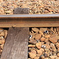 古レール（TENNESSEE, US STEEL）