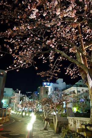 今年最初の｢桜便り｣　夜桜　あたみ桜(4)