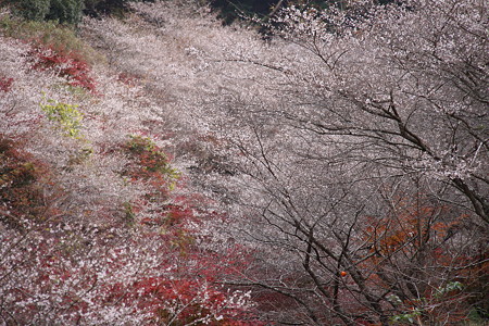 小原の四季桜８