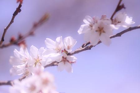 四季桜も咲いてます~~