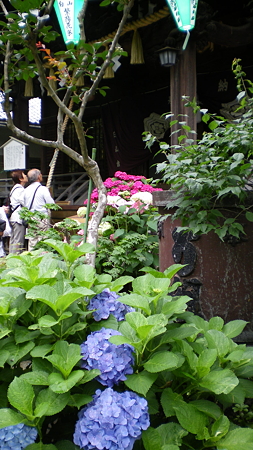IMGP5215