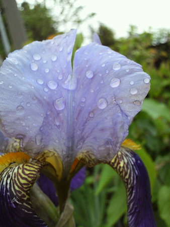 Tall bearded iris