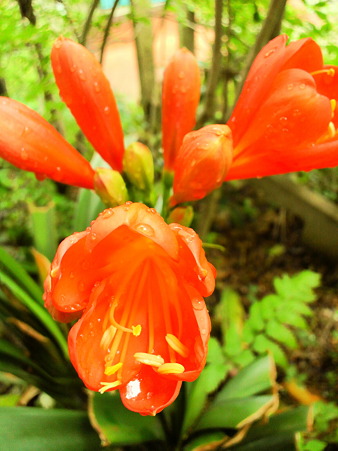 Clivia
