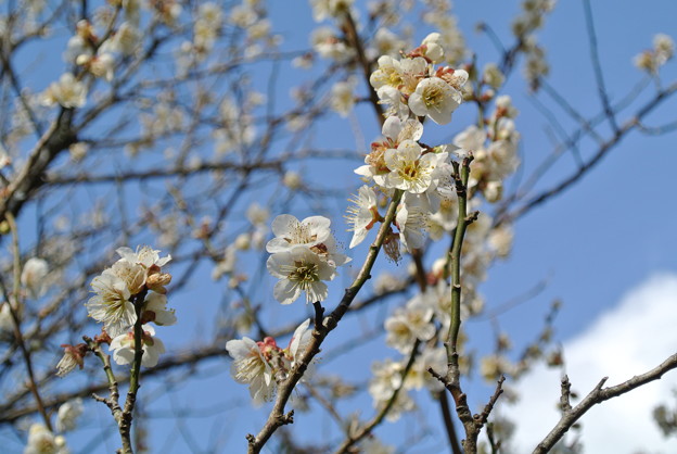 Photos: 昼の梅の花