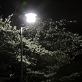 夜桜（東京）