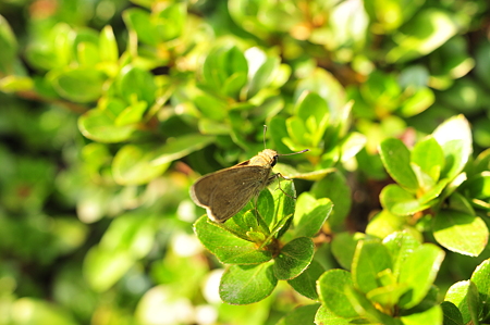 DSC_0551.JPG