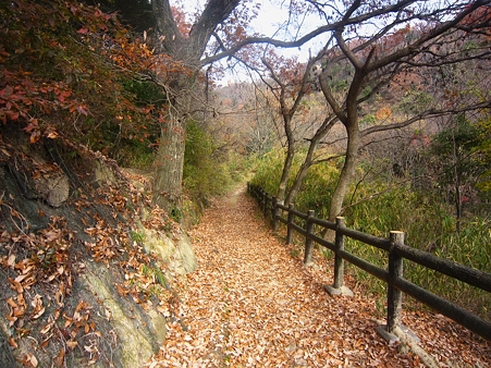 甲陽園・紅葉道(終)
