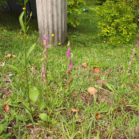 P8275021