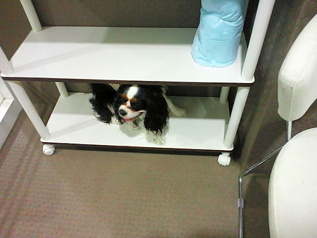 20120214rook1